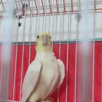 عروس لوتینو بالغ نر|پرنده|طبس, |دیوار