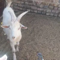 تروشت فروشی|حیوانات مزرعه|خاش, |دیوار