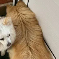 سگ نژاد دار