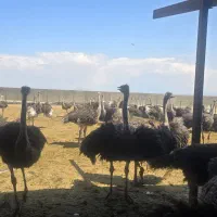 فروش شترمرغ پرواری