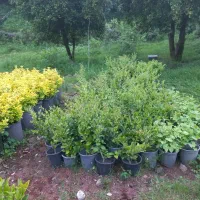 یاس هلندی  شمشاد طلایی  ژینکو  فتونیا  پتسپروم