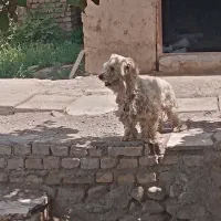 سگ پشمالو