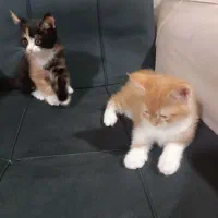 گربه م با بچه هاش