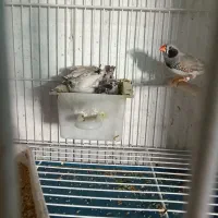 پرنده سرای کاردینال|پرنده|شیراز, گل سرخ|دیوار