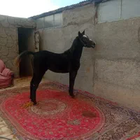 فروش ۳تا کره اسب