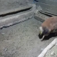 با سلام یک قوچ همه چی تموم