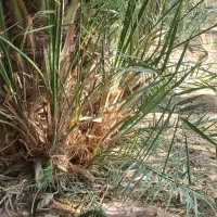 پاجوش درخت ربی خوب|گل و گیاه طبیعی|بم, |دیوار
