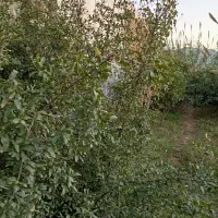 ارس انواع درخت