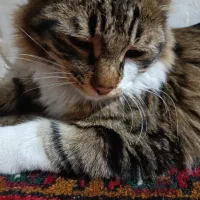 گربه/مژدگانی/ مدرس-ارم