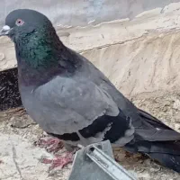 کفتر  سبز ابی نره فروشی