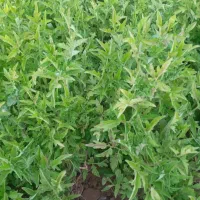 نشا گوجه کردی
