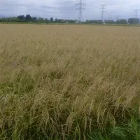 زمین-کشاورزی-نوکنده-بزرگ