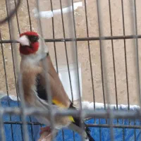 سهره نر آماده، ماده بیار جفت کن معاوضه  جفت قناری