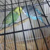 یک جفت مرغ عشق