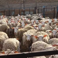 بره ماده رومن   چند قلوزا