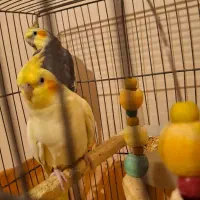 یک جفت عروس هلندی باقفس|پرنده|قدس, شهرقدس|دیوار