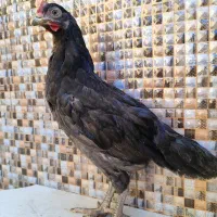خروس جوان جهادی مشکی و رنگی وزن سنگین