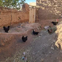 مرغ تخم‌گذار