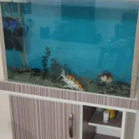 ماهی با تمامی وسایل