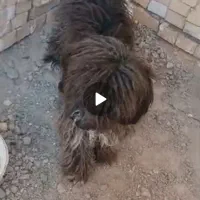 سگ پشمالویی نر|سگ|چمران, |دیوار