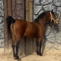 خریداسب پالونی وفروش|اسب و تجهیزات اسب‌سواری|اصفهان, جنیران (لادان)|دیوار