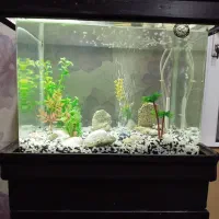 آکواریوم شیشه خم|ماهی|تهران, تهرانسر شمالی|دیوار