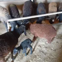 میش وبره|حیوانات مزرعه|کوهسار (البرز), |دیوار