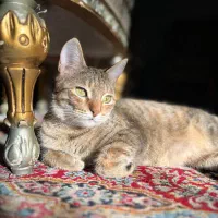 نیاز به سرپرست مهربان