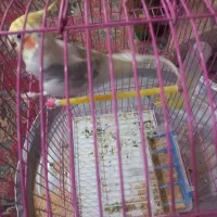 عروس هلندی|پرنده|عجب شیر, |دیوار