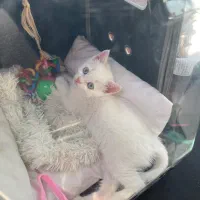 گربه بریتیش