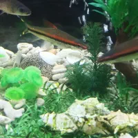 ماهی ردلاین خوش رنگ بالق