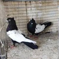 کفتر سینه ای فوق درشت دوتا نر|پرنده|کرج, باغستان|دیوار