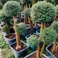 مورت چند سر