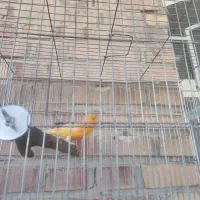 قناری نر|پرنده|رامهرمز, |دیوار