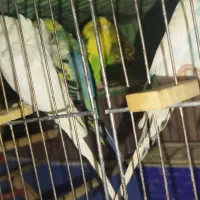 مرغ عشق|پرنده|سمنان, |دیوار