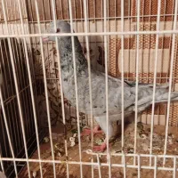 کفتر.کبوتر الماسی عتیقه