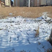 زمین-290متری-شیخ-تپه