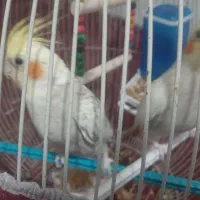 عروس هلندی