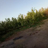 فروش باغ|فروش زمین و ملک کلنگی|یامچی, |دیوار