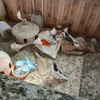 کبوترچپ قزوینی