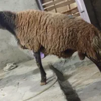 بره نر