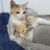 آدرینا، بچه گربه 4 ماهه واکسینه و انگل تراپی شده