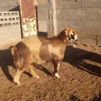 بره نر و ماده شیشک|حیوانات مزرعه|درودزن, |دیوار