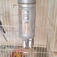 اغول پرنده قابل شستوشوو دانه خور میکانیزه|لوازم جانبی حیوانات|مشهد, فدک|دیوار