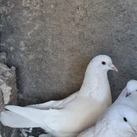 کبوتر پرشی و قزوین با هوش بسیار بالا