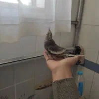 عروس هلندی ماده