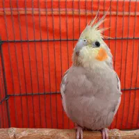 عروس هلندی آهویی ماده بالغ