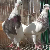 جفت طوقی هفترنگ همراه باتخم