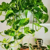 قلمه ی پتوس ابلق و سبز