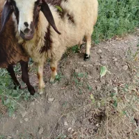 فروش یک میش با بره و دو میش دیگر